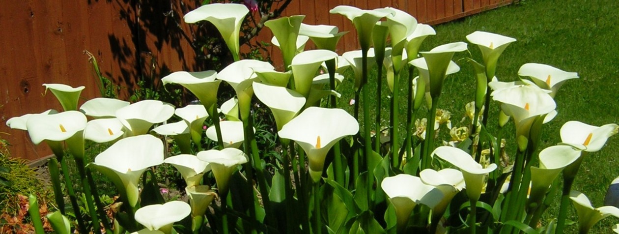 Cala Lilies, photo by Hennie Aikman
