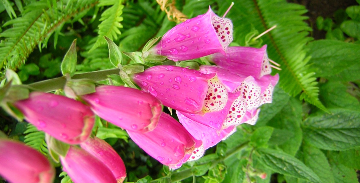 Foxglove, photo by Hennie Aikman