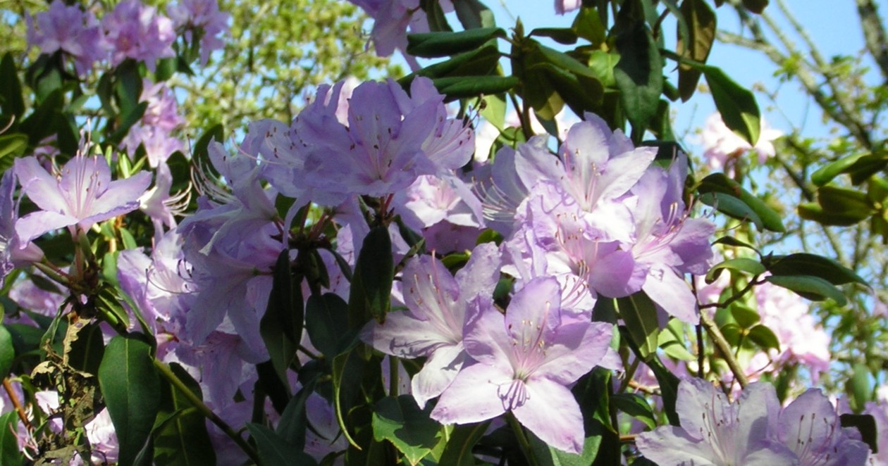 Rhodos, Hennie Aikman photo