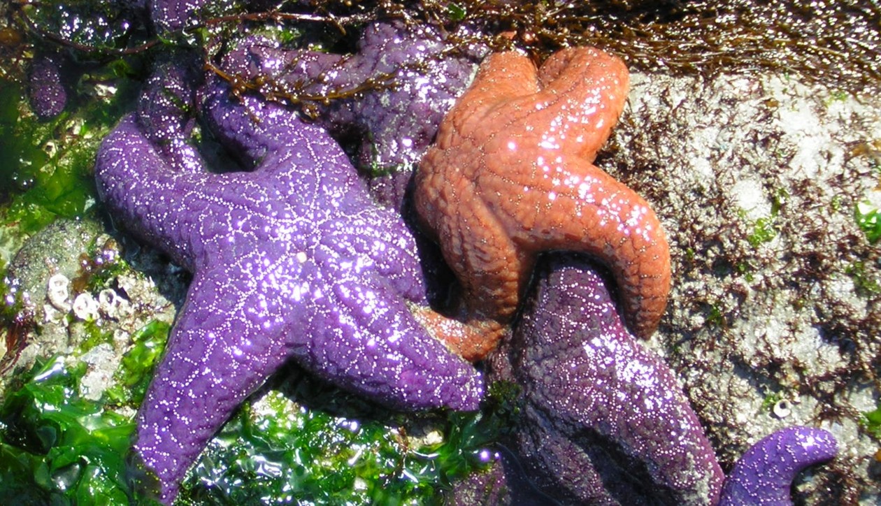 Sharing the rock, photo by Hennie Aikman