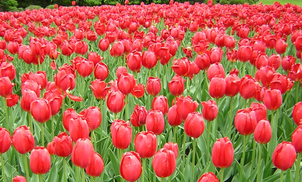 tulips, photo by Chris Aikman